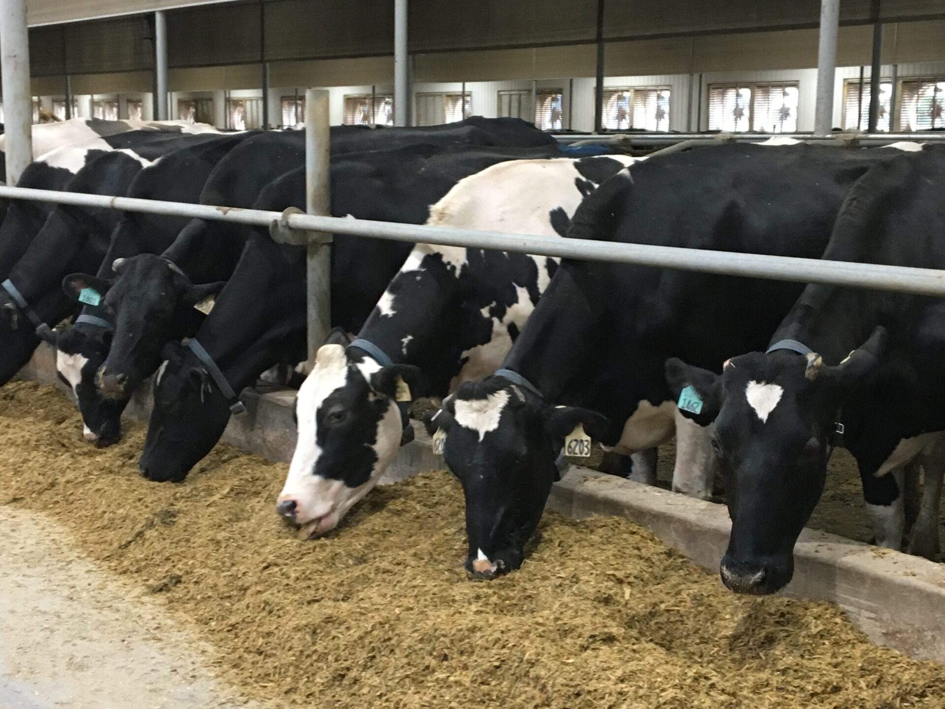 picture 2017 few cows eating